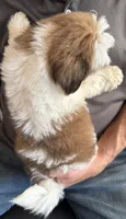 Charmer🍀, a male Shih Tzu for sale in Laurel, DE – 2 of 5