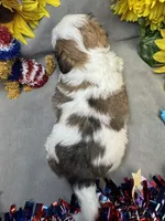 Donatello, a male Shih Tzu for sale in Laurel, DE – 2 of 4
