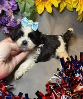 Gus, a male Shihpoo for sale in Laurel, DE – 4 of 4