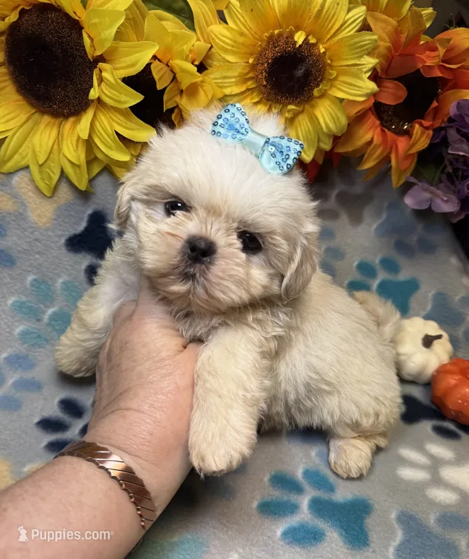 Flash – Shih Tzu puppy for sale in Laurel, DE