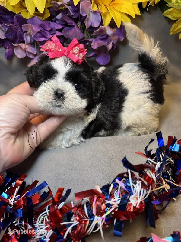 Karma  – Shihpoo puppy for sale in Laurel, DE