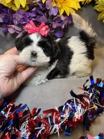 Karma , a female Shihpoo for sale in Laurel, DE – 1 of 3