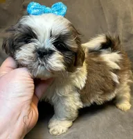 Lucky Charm 🍀(Registered), a male Shih Tzu for sale in Laurel, DE – Photo 4 of 5