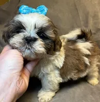 Lucky Charm 🍀(Registered), a male Shih Tzu for sale in Laurel, DE – Photo 1 of 5