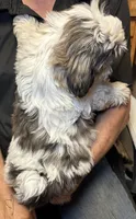 Sushi 🍱 , a male Shih Tzu for sale in Laurel, DE – 2 of 7