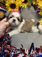 Lucie, a female Shih Tzu for sale in Laurel, DE – 4 of 5