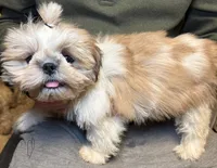 Bean🫘Registered, a male Shih Tzu for sale in Laurel, DE – Photo 1 of 8