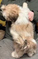 Bean🫘Registered, a male Shih Tzu for sale in Laurel, DE – Photo 2 of 8