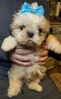 Bean🫘Registered, a male Shih Tzu for sale in Laurel, DE – Photo 4 of 8