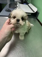 Bean🫘Registered, a male Shih Tzu for sale in Laurel, DE – Photo 8 of 8