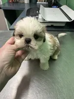 Bean🫘Registered, a male Shih Tzu for sale in Laurel, DE – Photo 6 of 8