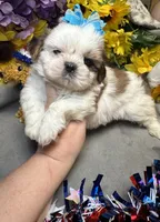 Raphael, a male Shih Tzu for sale in Laurel, DE – 4 of 5