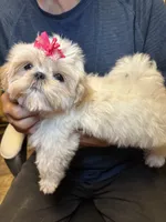 Pearl 🦪, a male Shih Tzu for sale in Laurel, DE – 2 of 8