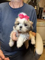 Sophie🌸 , a female Shih Tzu for sale in Laurel, DE – 3 of 6