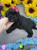 Pepper 🌶️, a female Shihpoo for sale in Laurel, DE – Photo 5 of 8