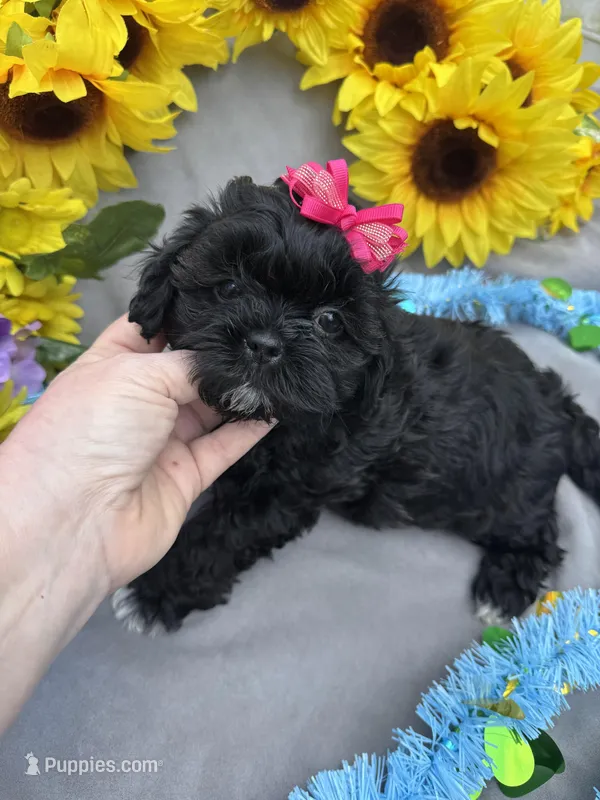 Pepper 🌶️ – Shihpoo puppy for sale in Laurel, DE