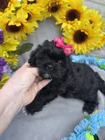 Pepper 🌶️, a female Shihpoo for sale in Laurel, DE – Photo 2 of 8