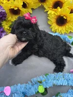 Pepper 🌶️, a female Shihpoo for sale in Laurel, DE – Photo 4 of 8