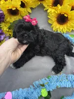 Pepper 🌶️, a female Shihpoo for sale in Laurel, DE – Photo 7 of 8