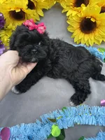 Pepper 🌶️, a female Shihpoo for sale in Laurel, DE – Photo 8 of 8