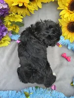 Pepper 🌶️, a female Shihpoo for sale in Laurel, DE – Photo 3 of 8