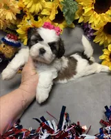 Sophie, a female Shih Tzu for sale in Laurel, DE – 3 of 3