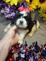 Daisy , a female Shihpoo for sale in Laurel, DE – 3 of 4