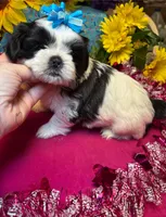 Crumbl 🍪, a male Shih Tzu for sale in Laurel, DE – Photo 6 of 6