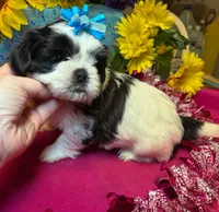 Crumbl 🍪, a male Shih Tzu for sale in Laurel, DE – Photo 3 of 6