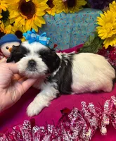 Crumbl 🍪, a male Shih Tzu for sale in Laurel, DE – Photo 1 of 6