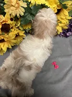 Willow🪾, a female Shih Tzu for sale in Laurel, DE – 2 of 5