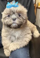 Pumpkin Spice, a male Shih Tzu for sale in Laurel, DE – 4 of 4