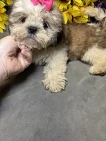 Karma🤩, a female Shih Tzu for sale in Laurel, DE – 6 of 6