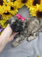 Zoey 🌻, a female Shihpoo for sale in Laurel, DE – Photo 4 of 7
