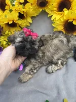 Zoey 🌻, a female Shihpoo for sale in Laurel, DE – Photo 7 of 7