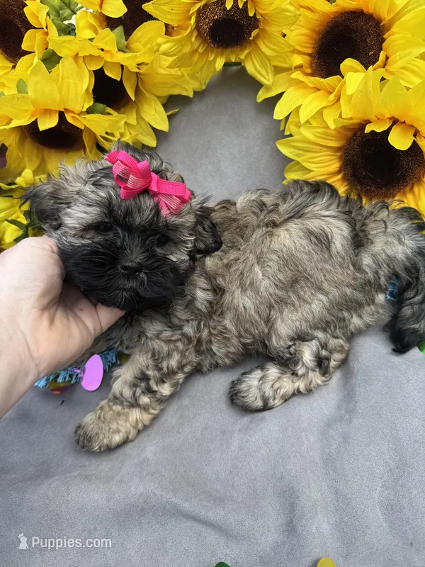 Zoey 🌻 – Shihpoo puppy for sale in Laurel, DE