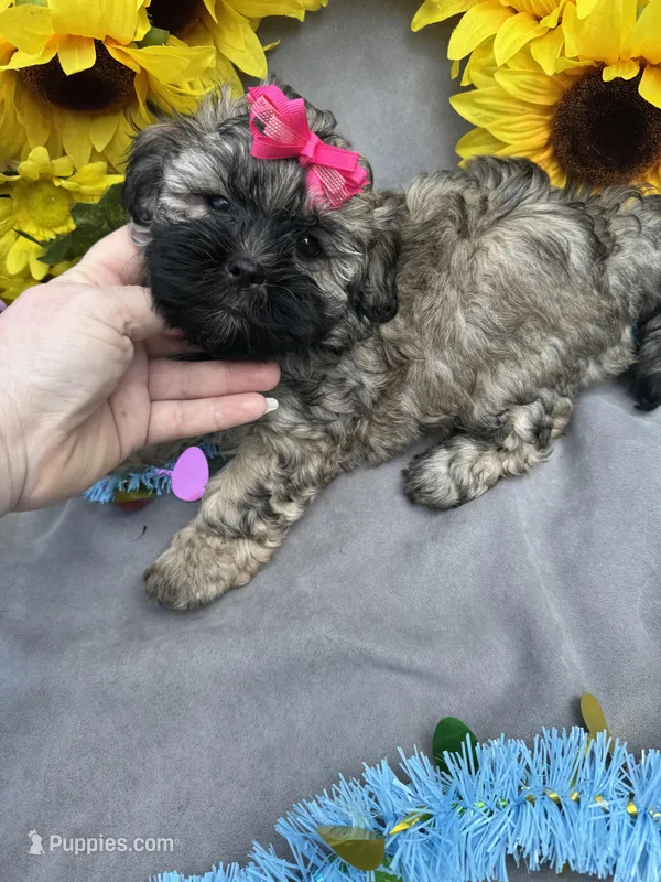 Zoey 🌻 – Shihpoo puppy for sale in Laurel, DE