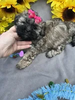Zoey 🌻, a female Shihpoo for sale in Laurel, DE – Photo 5 of 7