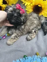 Zoey 🌻, a female Shihpoo for sale in Laurel, DE – Photo 6 of 7