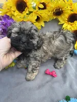 Zoey 🌻, a female Shihpoo for sale in Laurel, DE – Photo 3 of 7