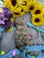 Zoey 🌻, a female Shihpoo for sale in Laurel, DE – Photo 2 of 7
