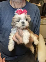 Sophie🌸 , a female Shih Tzu for sale in Laurel, DE – 1 of 6