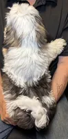 Happy 😃 , a male Shih Tzu for sale in Laurel, DE – 2 of 5