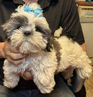 Sushi 🍱 , a male Shih Tzu for sale in Laurel, DE – 3 of 7
