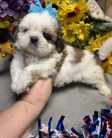 Raphael, a male Shih Tzu for sale in Laurel, DE – 2 of 5