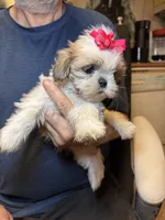 Sophie🌸 , a female Shih Tzu for sale in Laurel, DE – 5 of 6