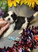 Gus, a male Shihpoo for sale in Laurel, DE – 2 of 4