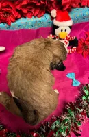 Reesey 🥜, a male Shih Tzu for sale in Laurel, DE – Photo 2 of 7