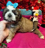 Reesey 🥜, a male Shih Tzu for sale in Laurel, DE – Photo 5 of 7