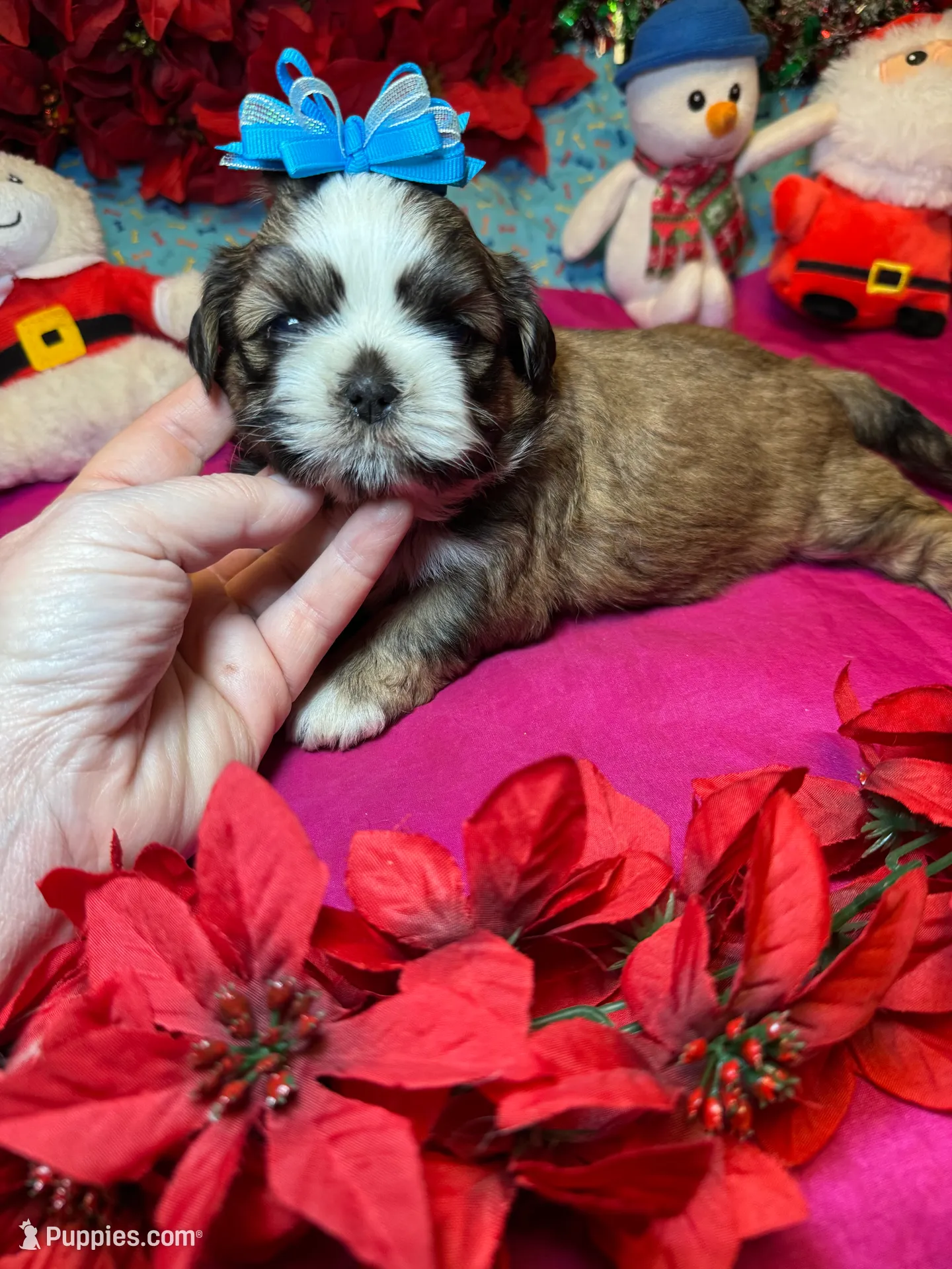 Reesey 🥜, a male Shih Tzu for sale in Laurel, DE – Photo 7 of 7